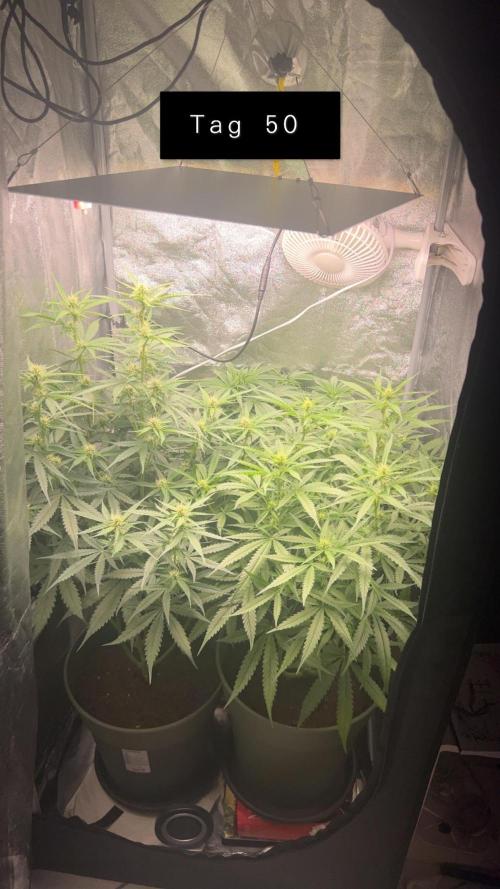 Ayahuasca Purple & White Widow. Week 7
