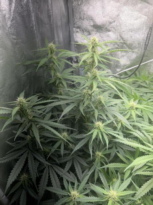 Ayahuasca Purple & White Widow. Week 7