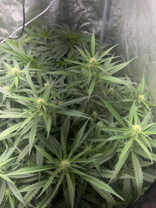 Ayahuasca Purple & White Widow. Week 7