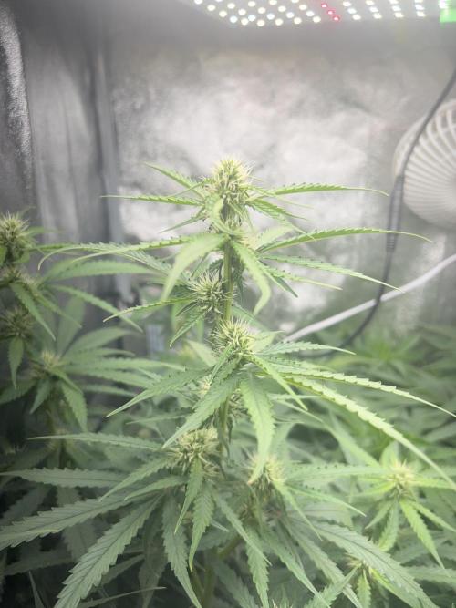 Ayahuasca Purple & White Widow. Week 7 - White Widow
