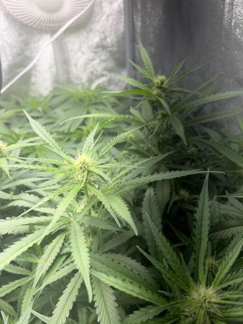 Ayahuasca Purple & White Widow. Week 7