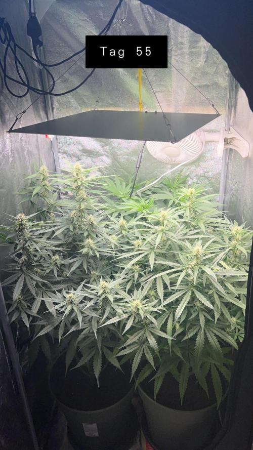 Ayahuasca Purple & White Widow. Week 7