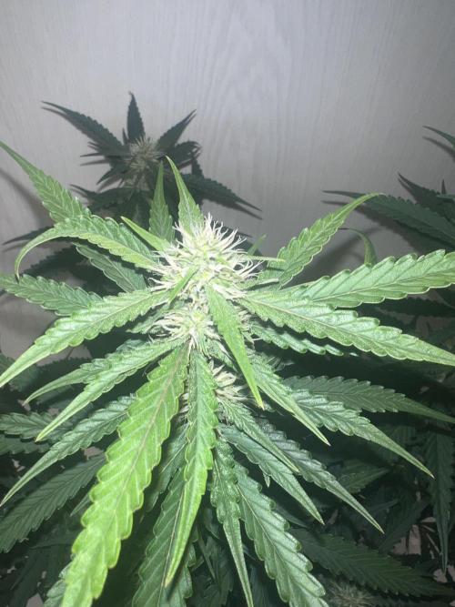 Ayahuasca Purple & White Widow. Week 7