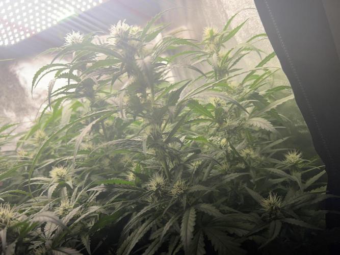 Ayahuasca Purple & White Widow. Week 8