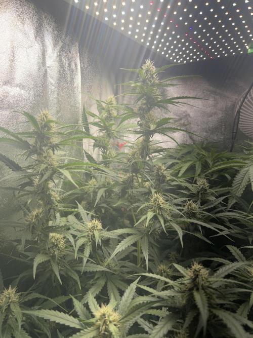 Ayahuasca Purple & White Widow. Week 8