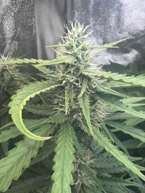 Ayahuasca Purple & White Widow. Week 8