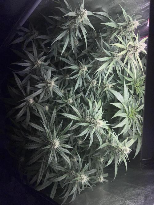 Ayahuasca Purple & White Widow. Week 8