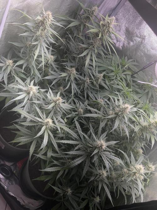 Ayahuasca Purple & White Widow. Week 8