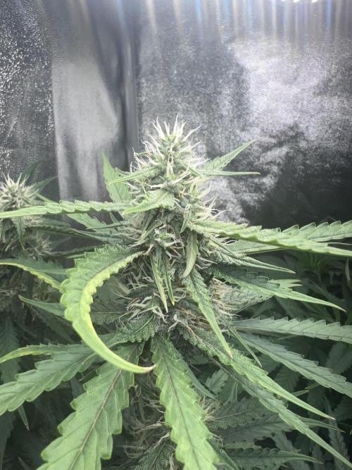 Ayahuasca Purple & White Widow. Week 8