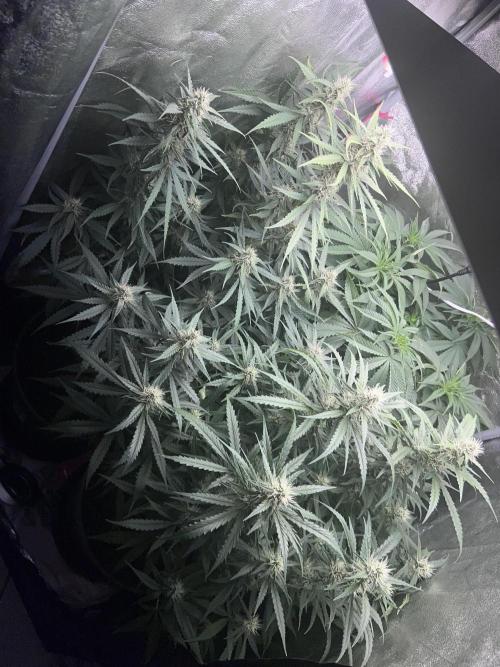 Ayahuasca Purple & White Widow. Week 8