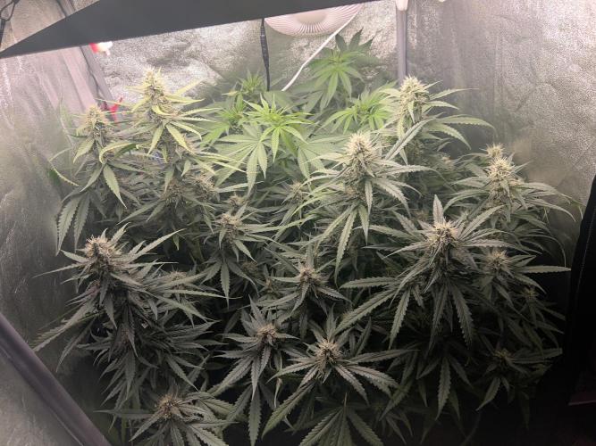 Ayahuasca Purple & White Widow. Week 8