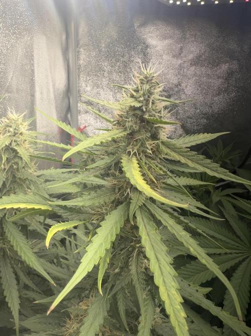 Ayahuasca Purple & White Widow. Week 8