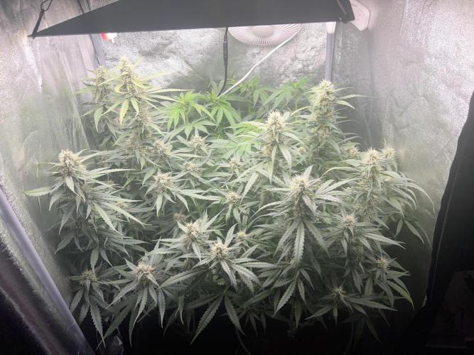 Ayahuasca Purple & White Widow. Week 8