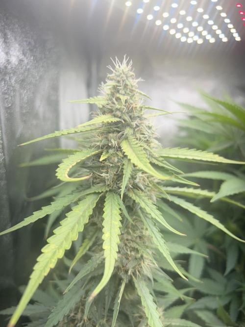 Ayahuasca Purple & White Widow. Week 8