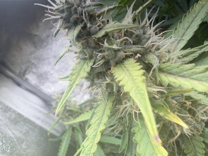 Ayahuasca Purple & White Widow. Week 8