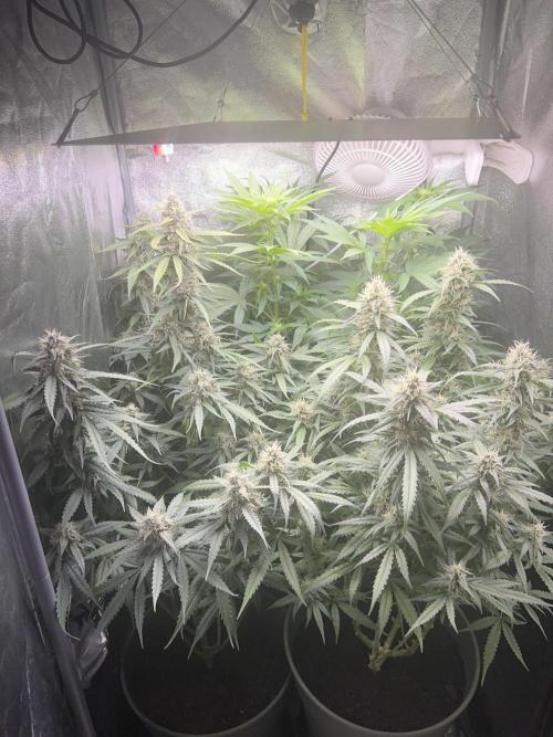 Ayahuasca Purple & White Widow. Week 8