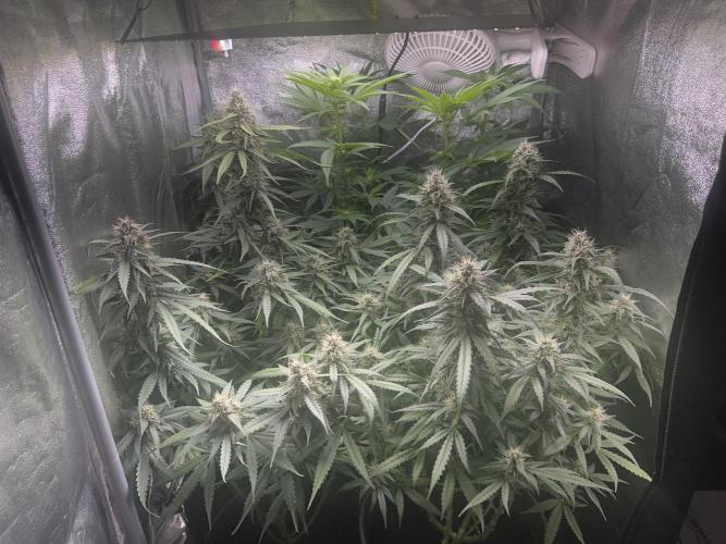 Ayahuasca Purple & White Widow. Week 8