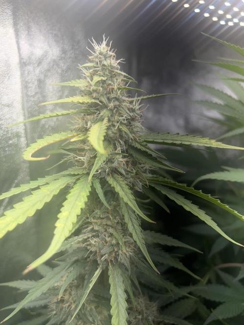 Ayahuasca Purple & White Widow. Week 8