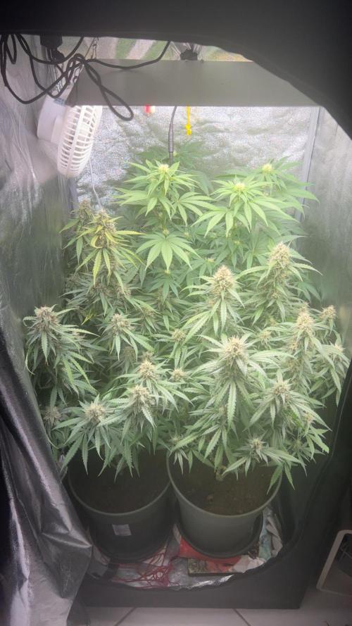 Ayahuasca Purple & White Widow. Week 9