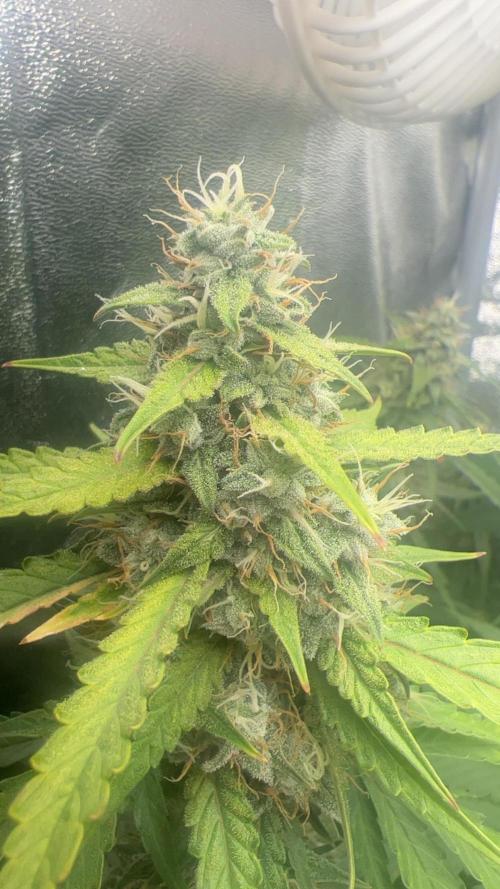 Ayahuasca Purple & White Widow. Week 9