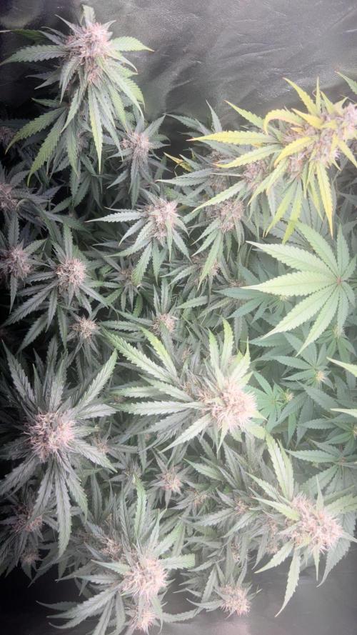 Ayahuasca Purple & White Widow. Week 9