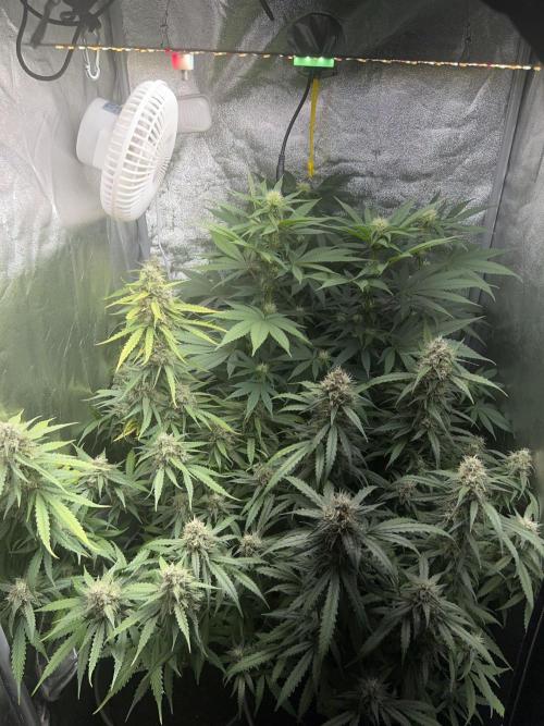 Ayahuasca Purple & White Widow. Week 9