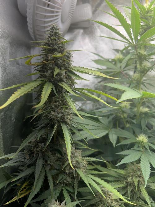 Ayahuasca Purple & White Widow. Week 9