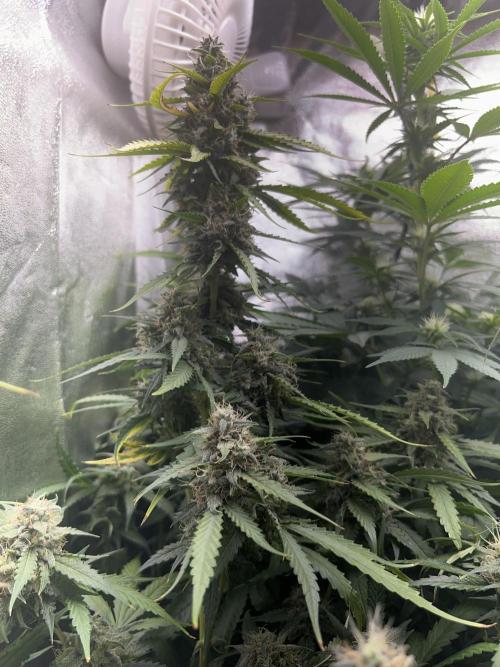 Ayahuasca Purple & White Widow. Week 9