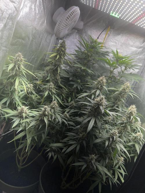 Ayahuasca Purple & White Widow. Week 9