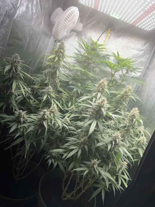 Ayahuasca Purple & White Widow. Week 9