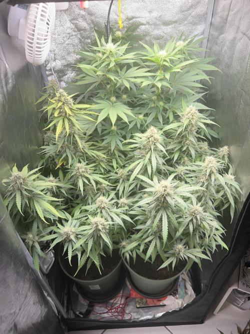 Ayahuasca Purple & White Widow. Week 9