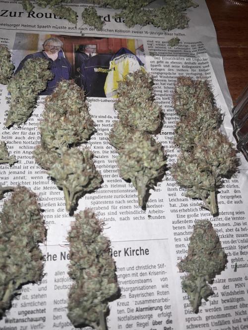 Ayahuasca Purple & White Widow. Week 10