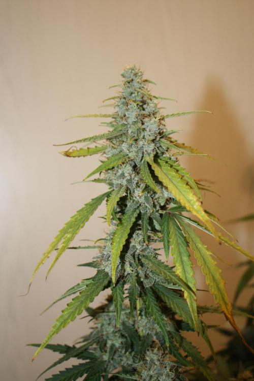 Ayahuasca Purple & White Widow. Week 10