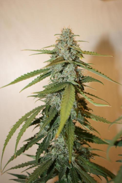 Ayahuasca Purple & White Widow. Week 10