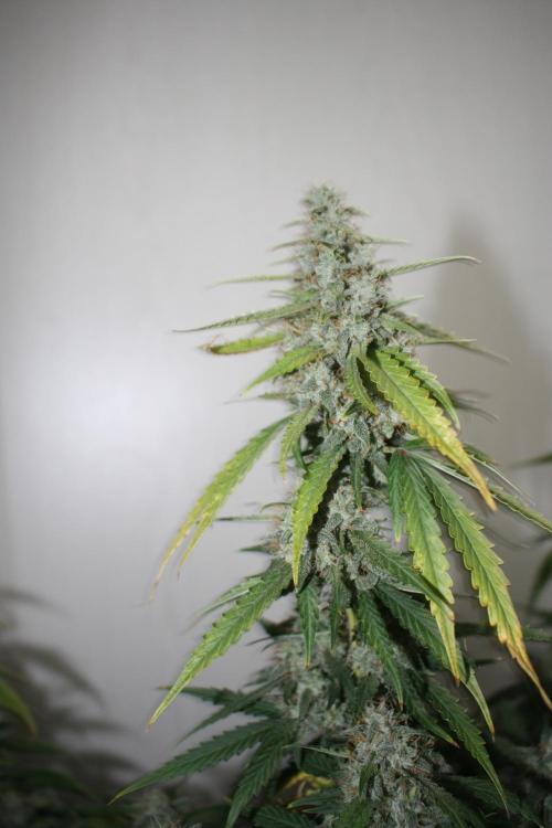 Ayahuasca Purple & White Widow. Week 10