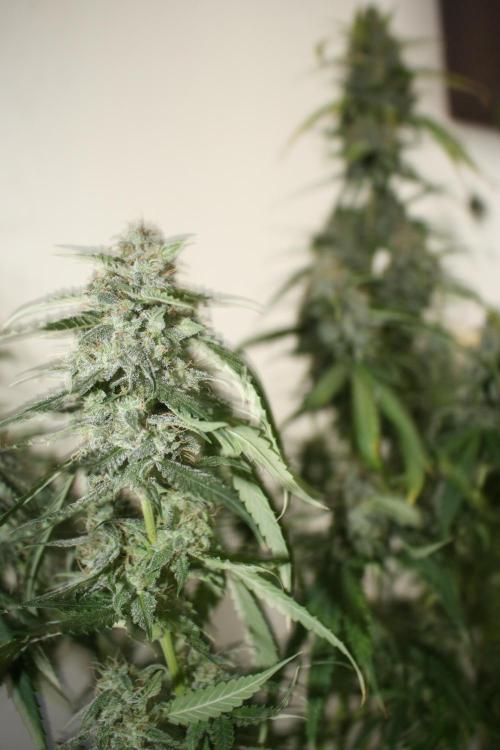 Ayahuasca Purple & White Widow. Week 10