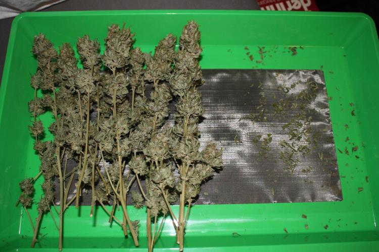 Ayahuasca Purple & White Widow. Week 10