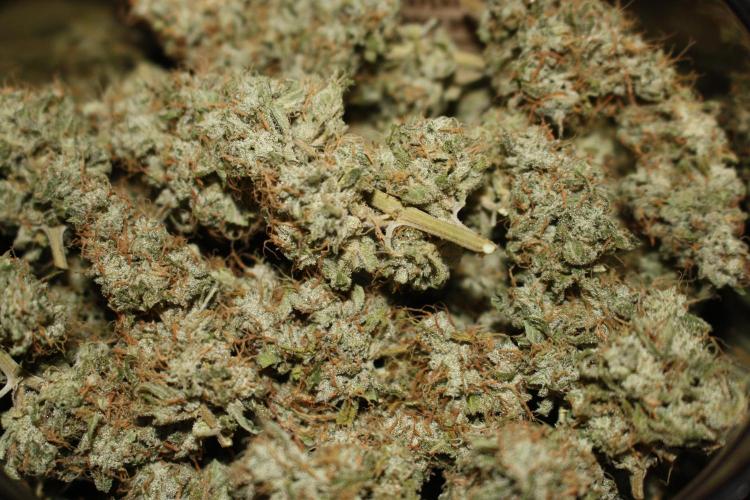 Ayahuasca Purple & White Widow. Week 10