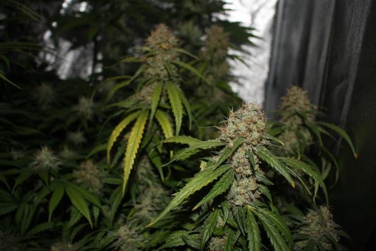 Ayahuasca Purple & White Widow. Week 10