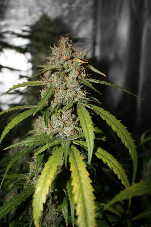 Ayahuasca Purple & White Widow. Week 10