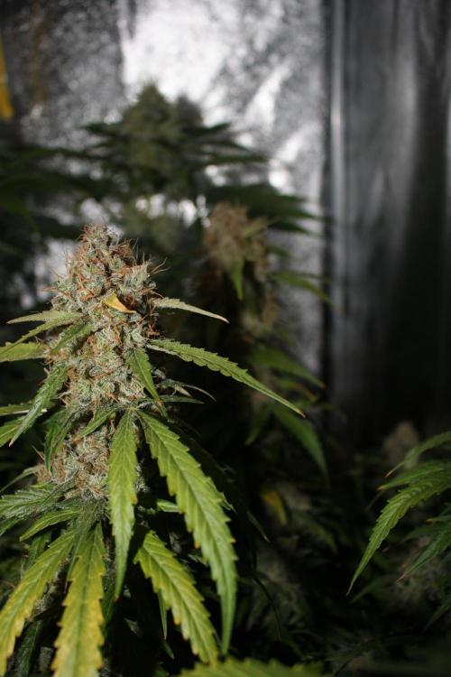 Ayahuasca Purple & White Widow. Week 10