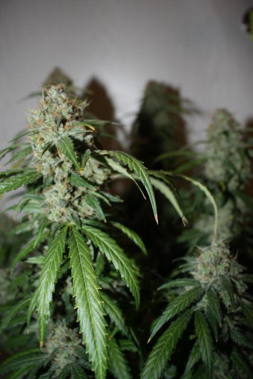 Ayahuasca Purple & White Widow. Week 10