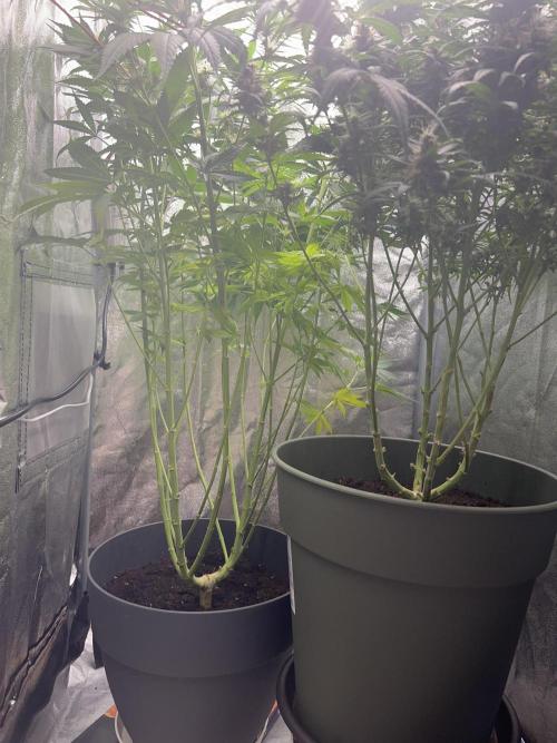 Ayahuasca Purple & White Widow. Week 10