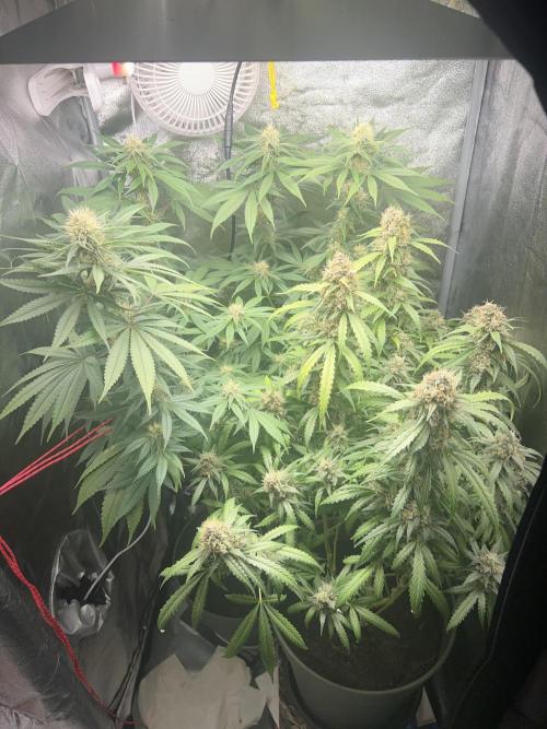 Ayahuasca Purple & White Widow. Week 10