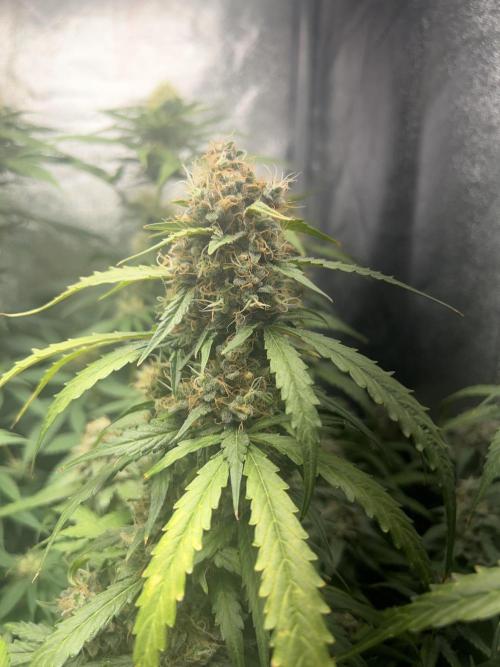 Ayahuasca Purple & White Widow. Week 10