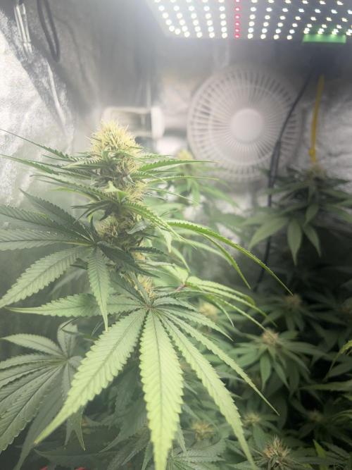 Ayahuasca Purple & White Widow. Week 10