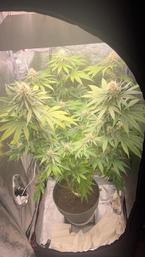 Ayahuasca Purple & White Widow. Week 10