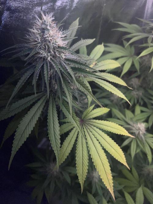 Ayahuasca Purple & White Widow. Week 10