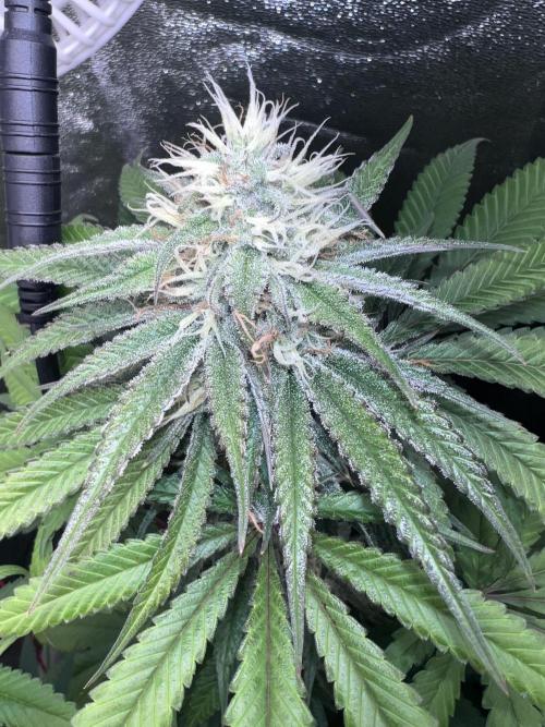 Ayahuasca Purple & White Widow. Week 10
