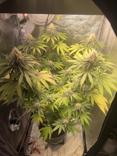 Ayahuasca Purple & White Widow. Week 10